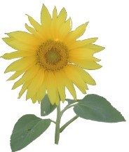 sunflower04.jpg